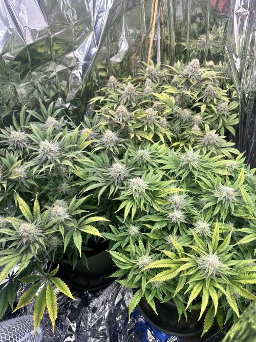 Blueberry Muffin Build-In Wardrobe Grow. Week 12