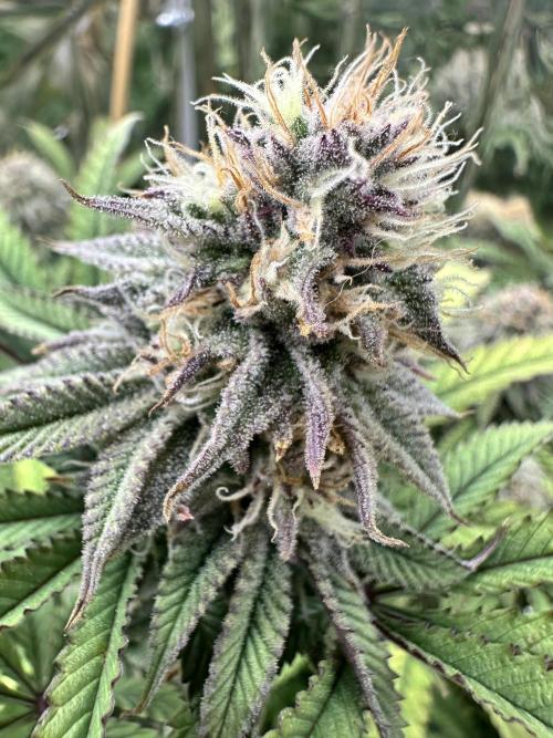 Blueberry Muffin Build-In Wardrobe Grow. Week 12