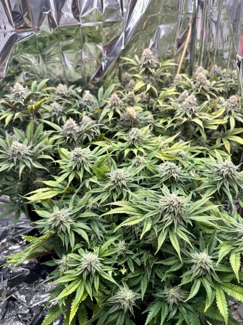 Blueberry Muffin Build-In Wardrobe Grow. Week 12