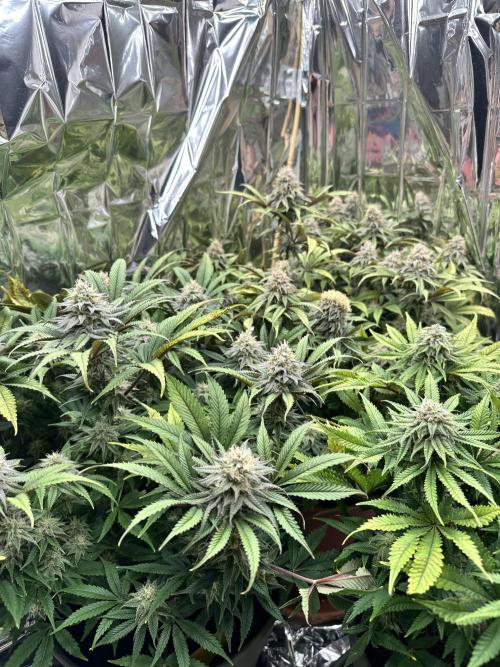 Blueberry Muffin Build-In Wardrobe Grow. Week 12