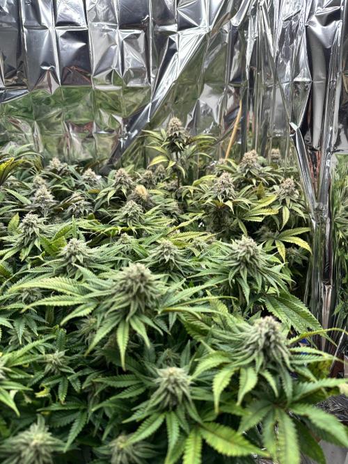 Blueberry Muffin Build-In Wardrobe Grow. Week 12