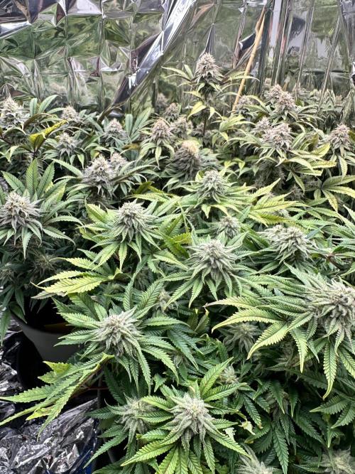 Blueberry Muffin Build-In Wardrobe Grow. Week 12