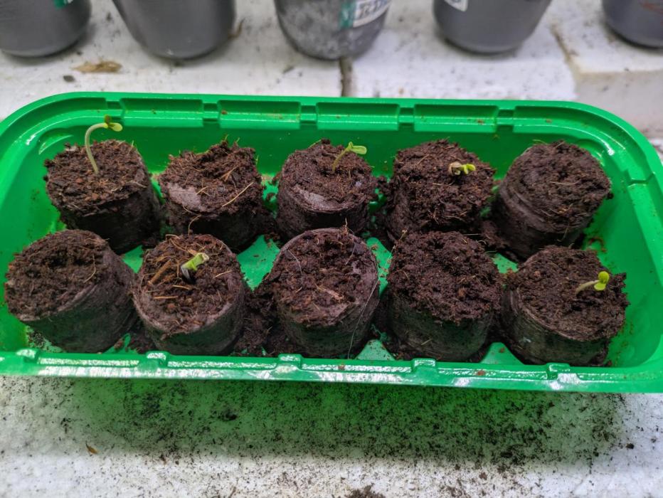 5x Hawaiian Snow/ topped / LST. Week 1 - Leider nicht so optimale Keimquote
5/10 