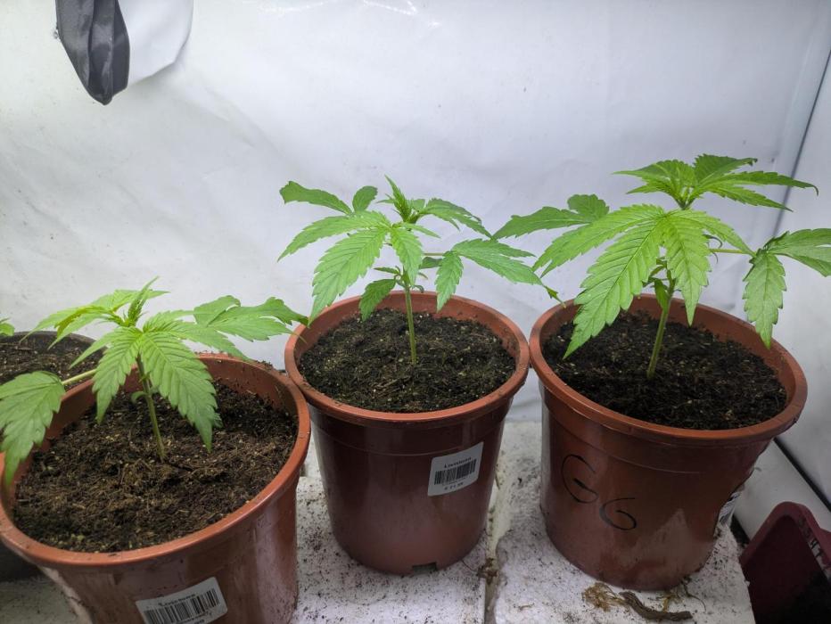 5x Hawaiian Snow/ topped / LST. Week 3