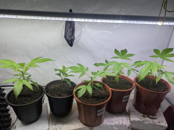 5x Hawaiian Snow/ topped / LST. Week 4