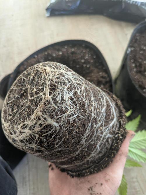 5x Hawaiian Snow/ topped / LST. Week 4 - Gut entwickelt Wurzeln 