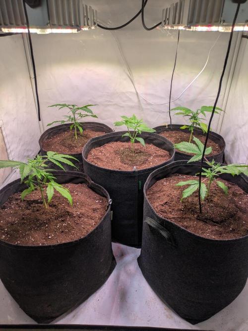 5x Hawaiian Snow/ topped / LST. Week 4