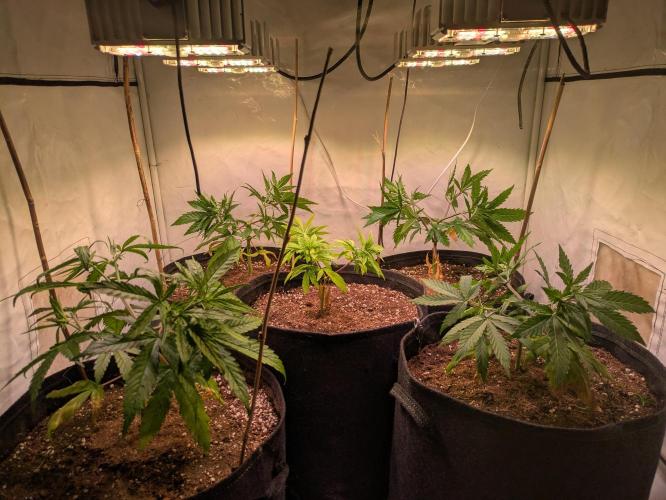 5x Hawaiian Snow/ topped / LST. Week 5