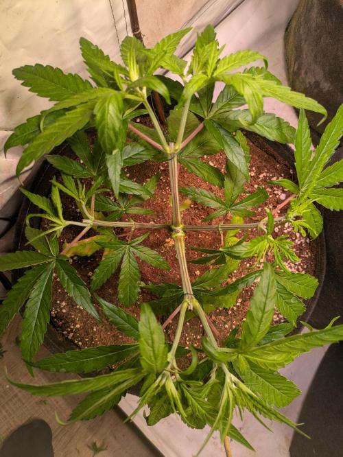 5x Hawaiian Snow/ topped / LST. Week 5