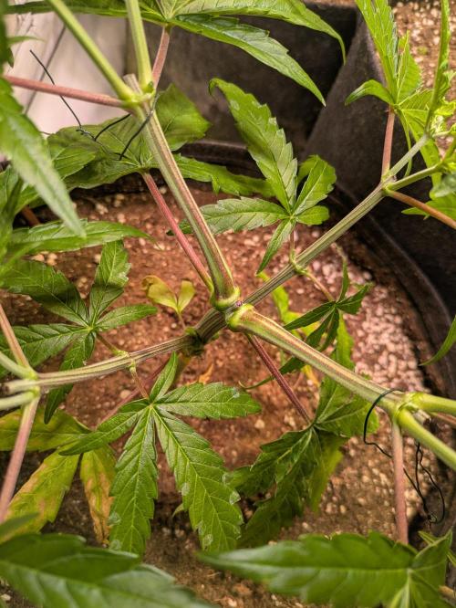 5x Hawaiian Snow/ topped / LST. Week 5