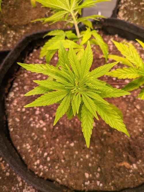 5x Hawaiian Snow/ topped / LST. Week 5