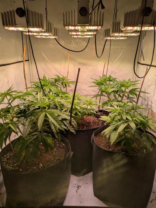 5x Hawaiian Snow/ topped / LST. Week 6 - Gruppenbild
Es wächst langsam zusammen 