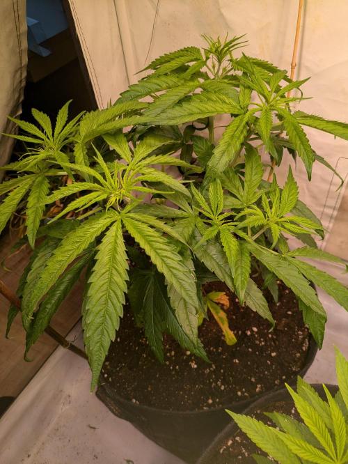5x Hawaiian Snow/ topped / LST. Week 6 - Runde, buschige Pflanzen 