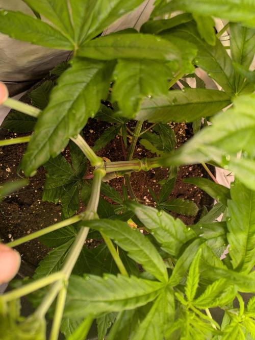 5x Hawaiian Snow/ topped / LST. Week 6 - Die Knoten sind dick