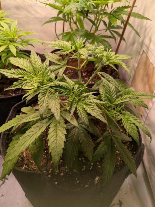 5x Hawaiian Snow/ topped / LST. Week 6 - Kleiner Phänotyp 