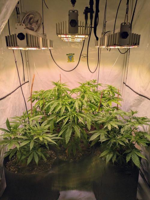 5x Hawaiian Snow/ topped / LST. Week 7 - Gruppenbild 