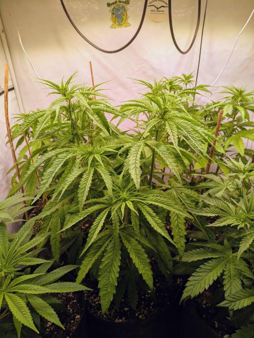 5x Hawaiian Snow/ topped / LST. Week 7 - Phäno 1 