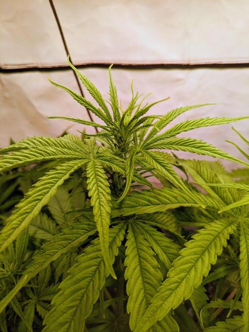 5x Hawaiian Snow/ topped / LST. Week 7 - Phäno 1