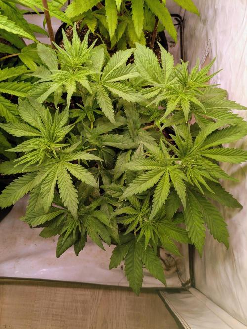 5x Hawaiian Snow/ topped / LST. Week 7 - Phäne 2