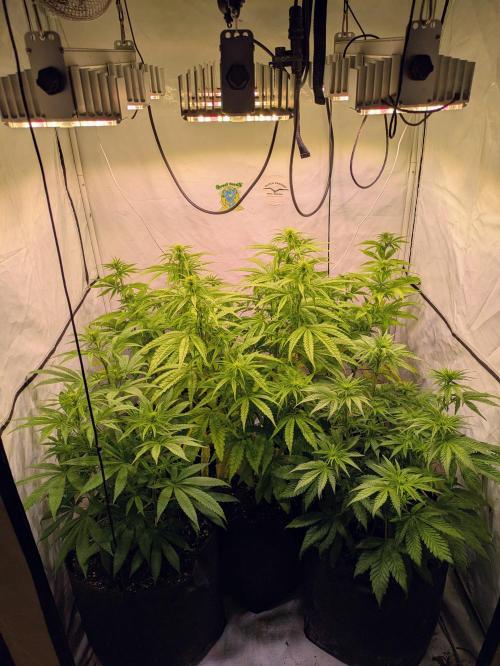 5x Hawaiian Snow/ topped / LST. Week 8