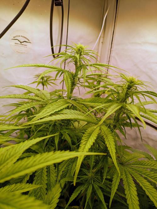 5x Hawaiian Snow/ topped / LST. Week 8