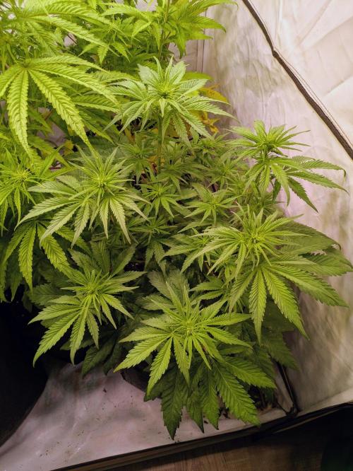 5x Hawaiian Snow/ topped / LST. Week 8 - Kleiner Phänotyp 