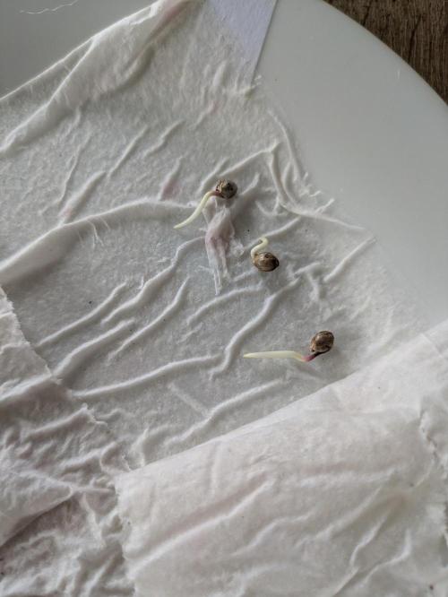 3x Meringue,3x Frozen Biscotti/LST/toped. Week 0