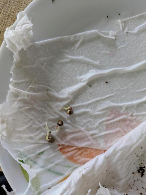 3x Meringue,3x Frozen Biscotti/LST/toped. Week 0