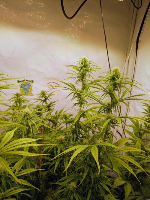 5x Hawaiian Snow/ topped / LST. Week 9