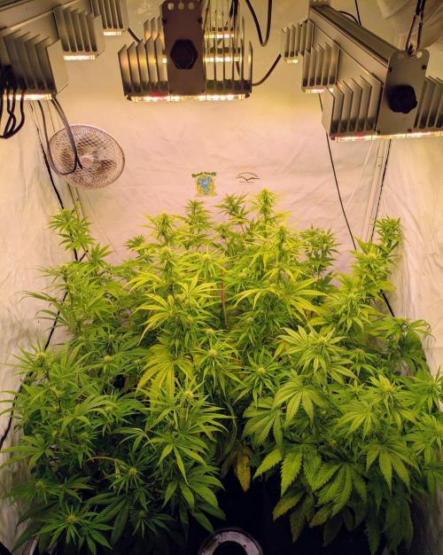 5x Hawaiian Snow/ topped / LST. Week 9