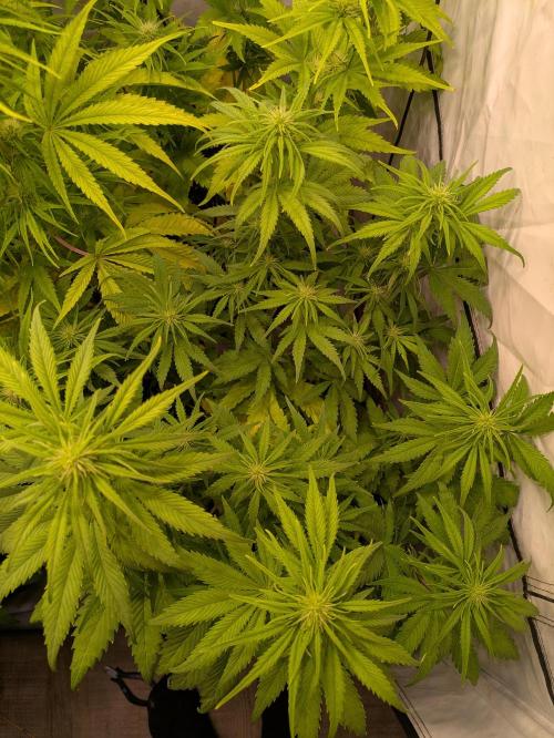 5x Hawaiian Snow/ topped / LST. Week 9