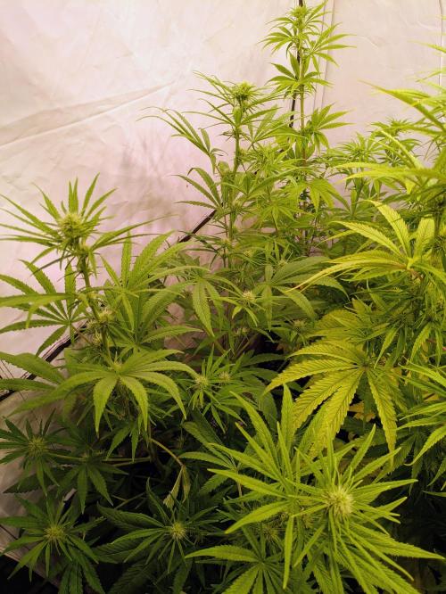 5x Hawaiian Snow/ topped / LST. Week 9