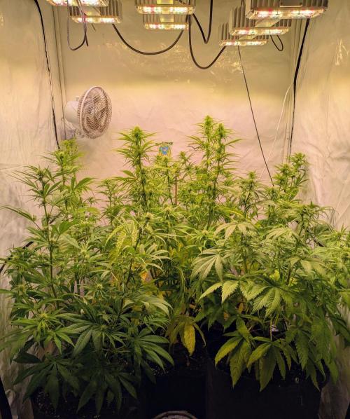 5x Hawaiian Snow/ topped / LST. Week 9