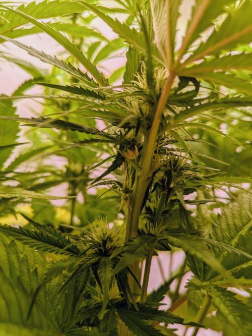 5x Hawaiian Snow/ topped / LST. Week 9