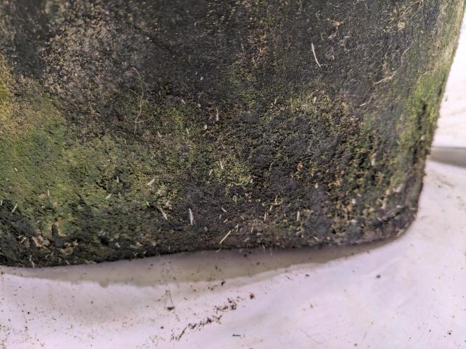 5x Hawaiian Snow/ topped / LST. Week 9