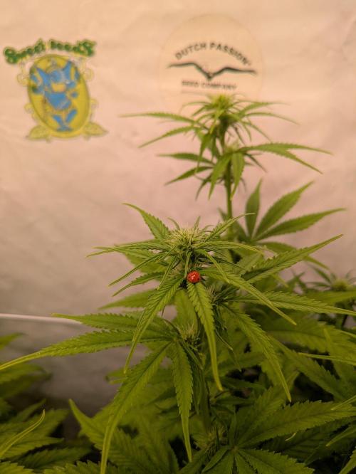 5x Hawaiian Snow/ topped / LST. Week 9