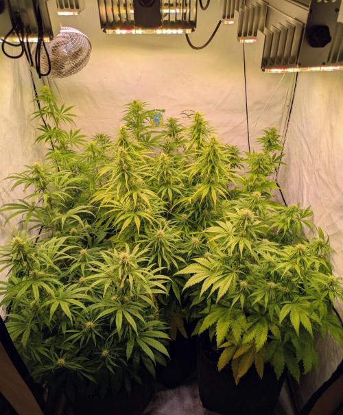 5x Hawaiian Snow/ topped / LST. Week 10