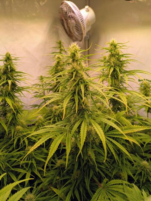 5x Hawaiian Snow/ topped / LST. Week 10