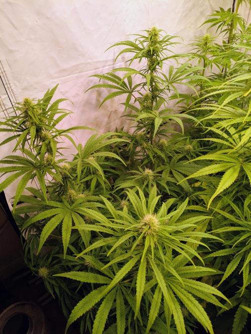 5x Hawaiian Snow/ topped / LST. Week 10