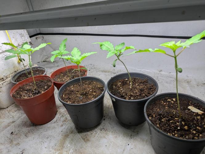 3x Meringue,3x Frozen Biscotti/LST/toped. Week 2