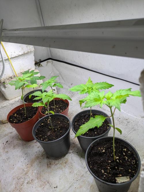 3x Meringue,3x Frozen Biscotti/LST/toped. Week 3