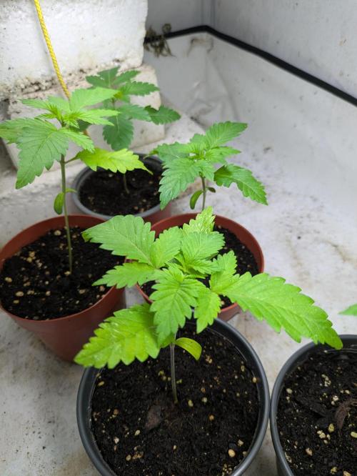 3x Meringue,3x Frozen Biscotti/LST/toped. Week 3