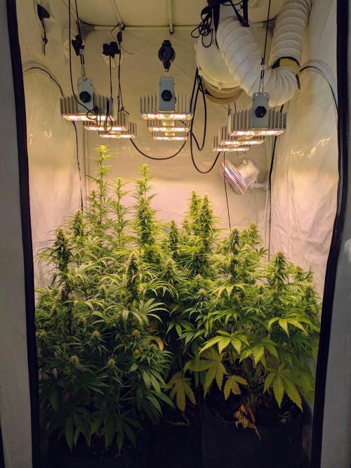 5x Hawaiian Snow/ topped / LST. Week 11