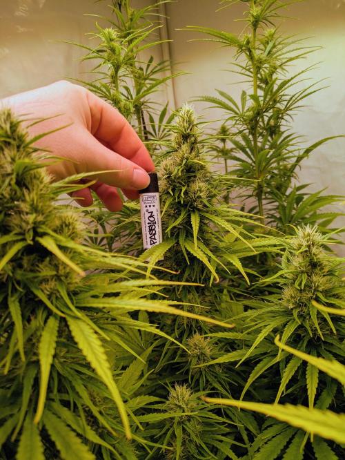 5x Hawaiian Snow/ topped / LST. Week 11