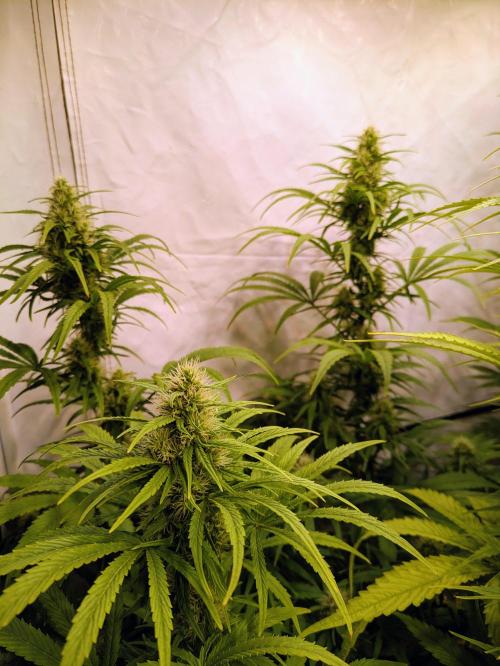 5x Hawaiian Snow/ topped / LST. Week 11