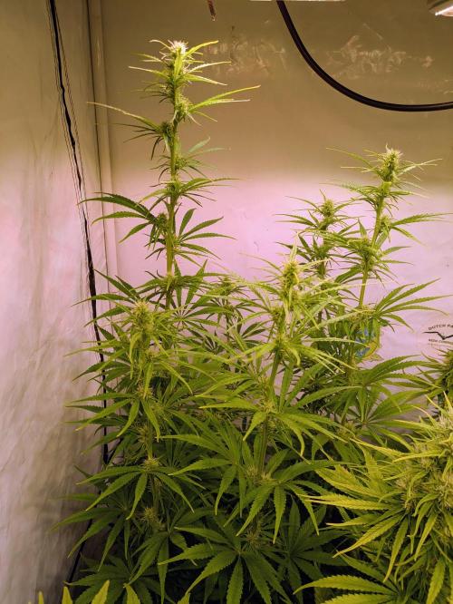 5x Hawaiian Snow/ topped / LST. Week 11