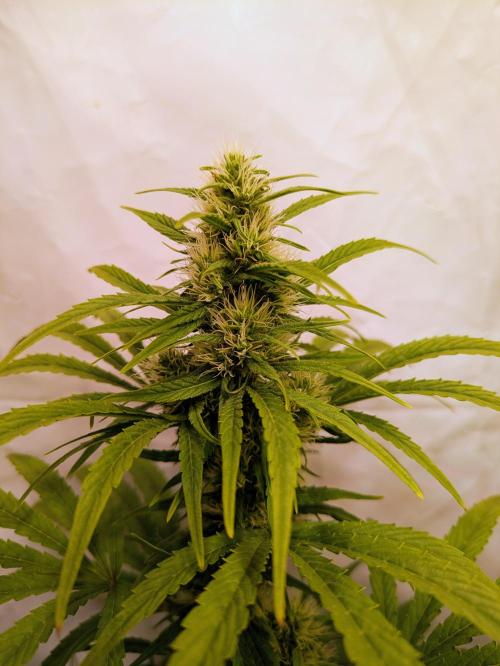 5x Hawaiian Snow/ topped / LST. Week 11