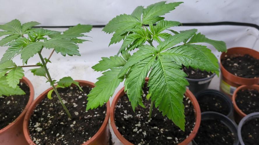 3x Meringue,3x Frozen Biscotti/LST/toped