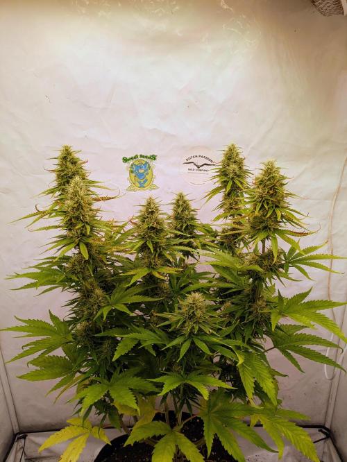 5x Hawaiian Snow/ topped / LST. Week 12