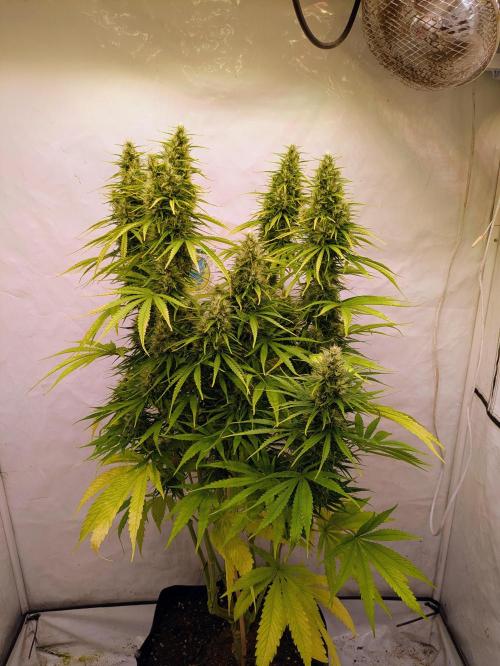 5x Hawaiian Snow/ topped / LST. Week 12